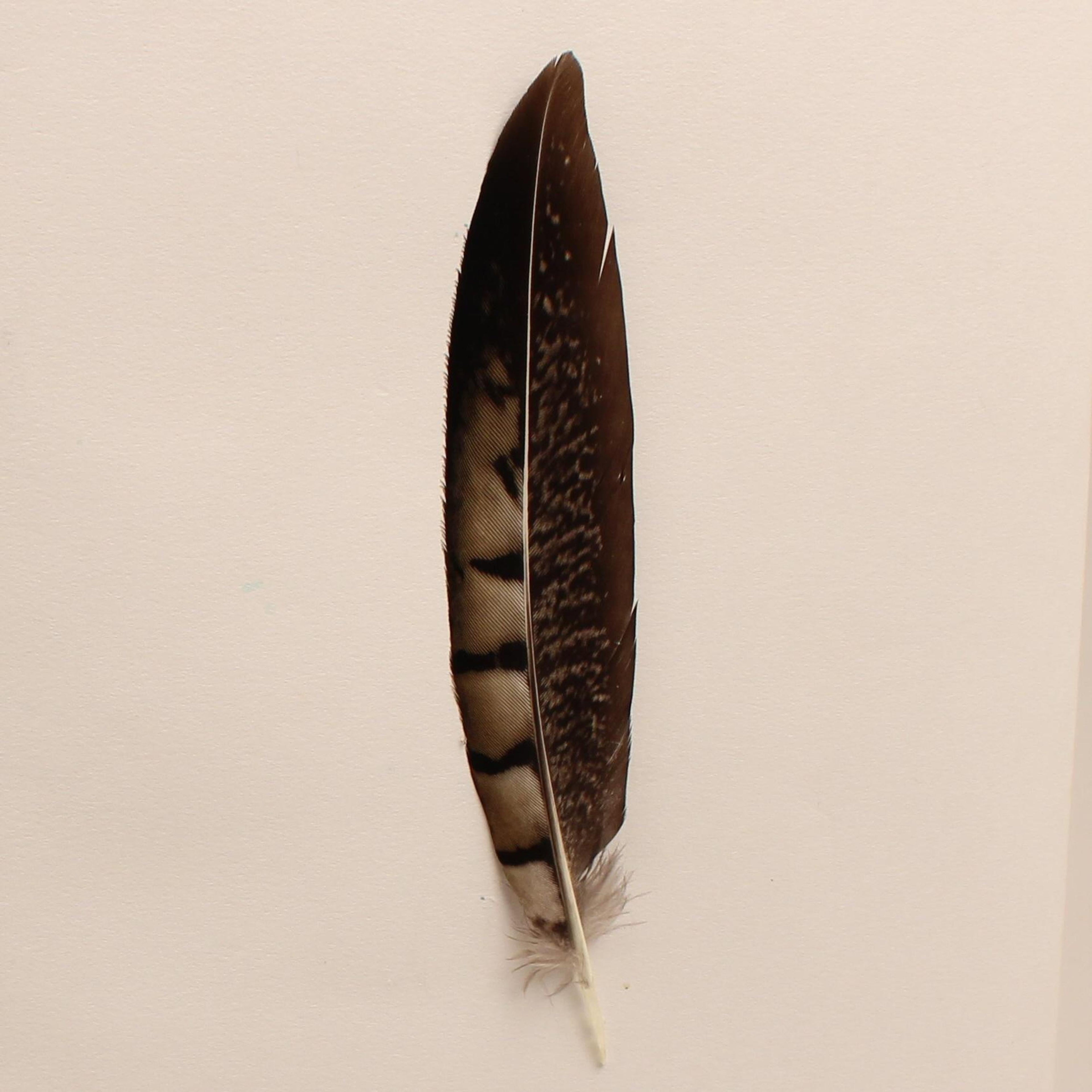 M and F Western Hat Feathers Dark Brown