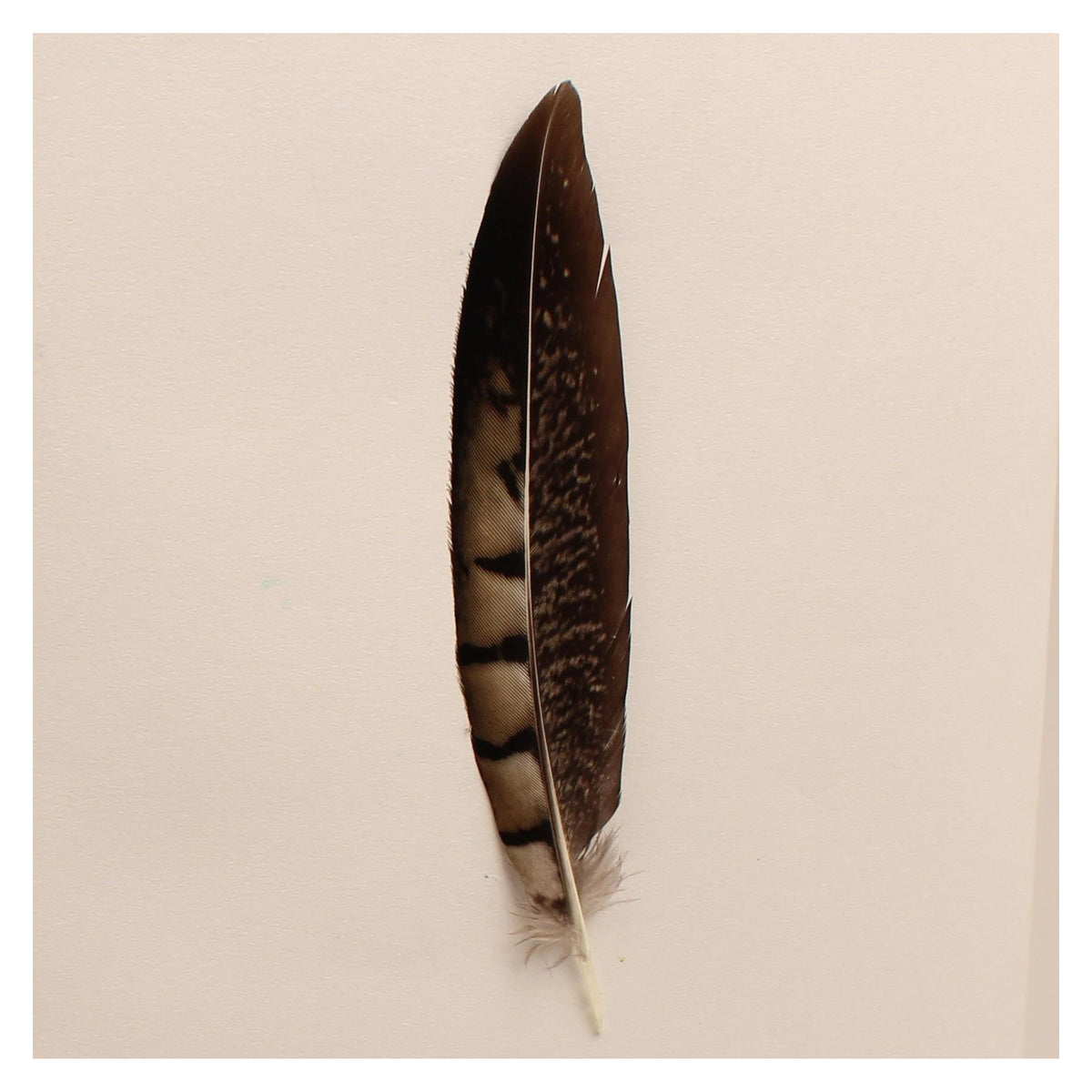 M&F Western Dark Feather Hat Trim-02862