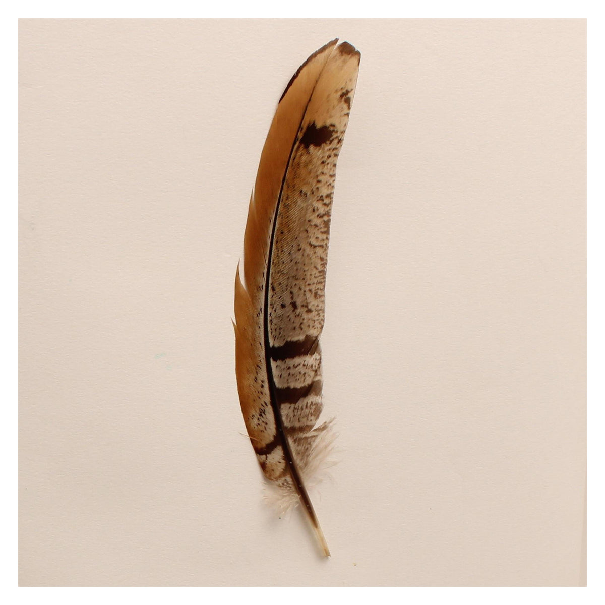 M&F Western Light Feather Hat Trim-02866